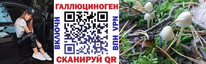 darknet наркотические препараты  OMG онион  Хадыженск  цены   Псилоцибиновые грибы прущие грибы 